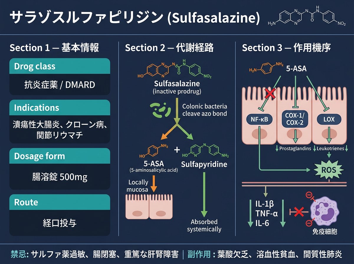 サラゾスルファピリジンの基本情報と作用機序