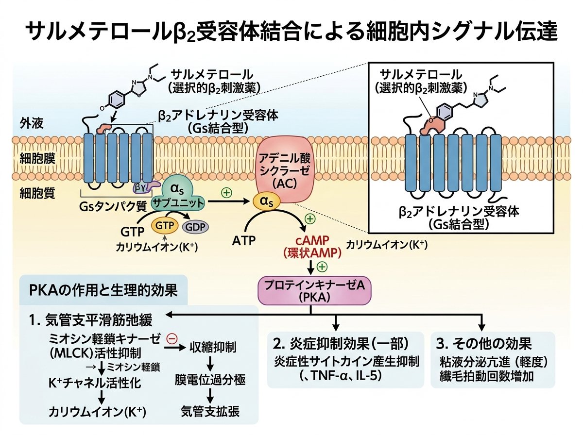 サルメテロールβ2受容体結合による細胞内シグナル伝達