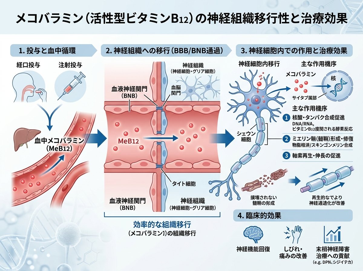 メコバラミン神経組織への移行性と治療効果