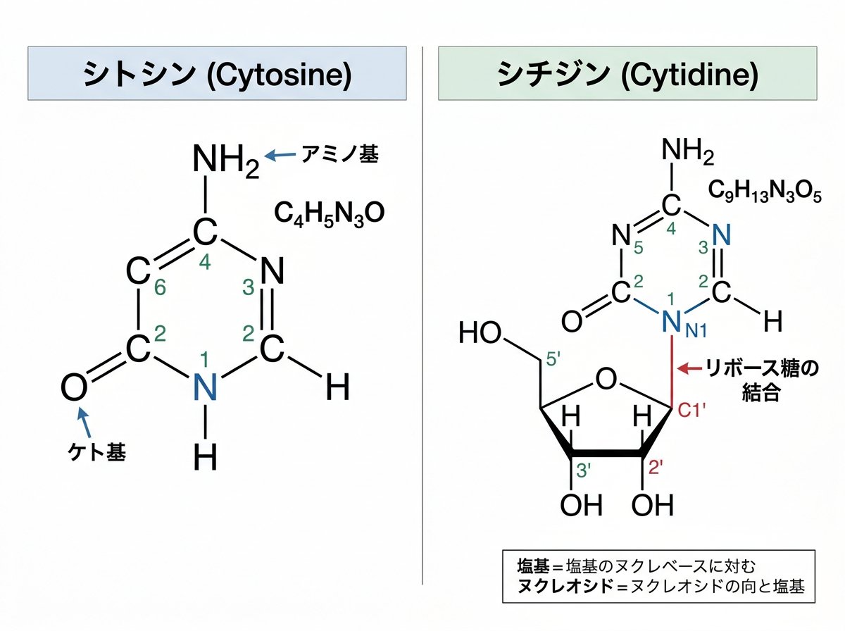 シチジンとシトシンの化学構造の違い