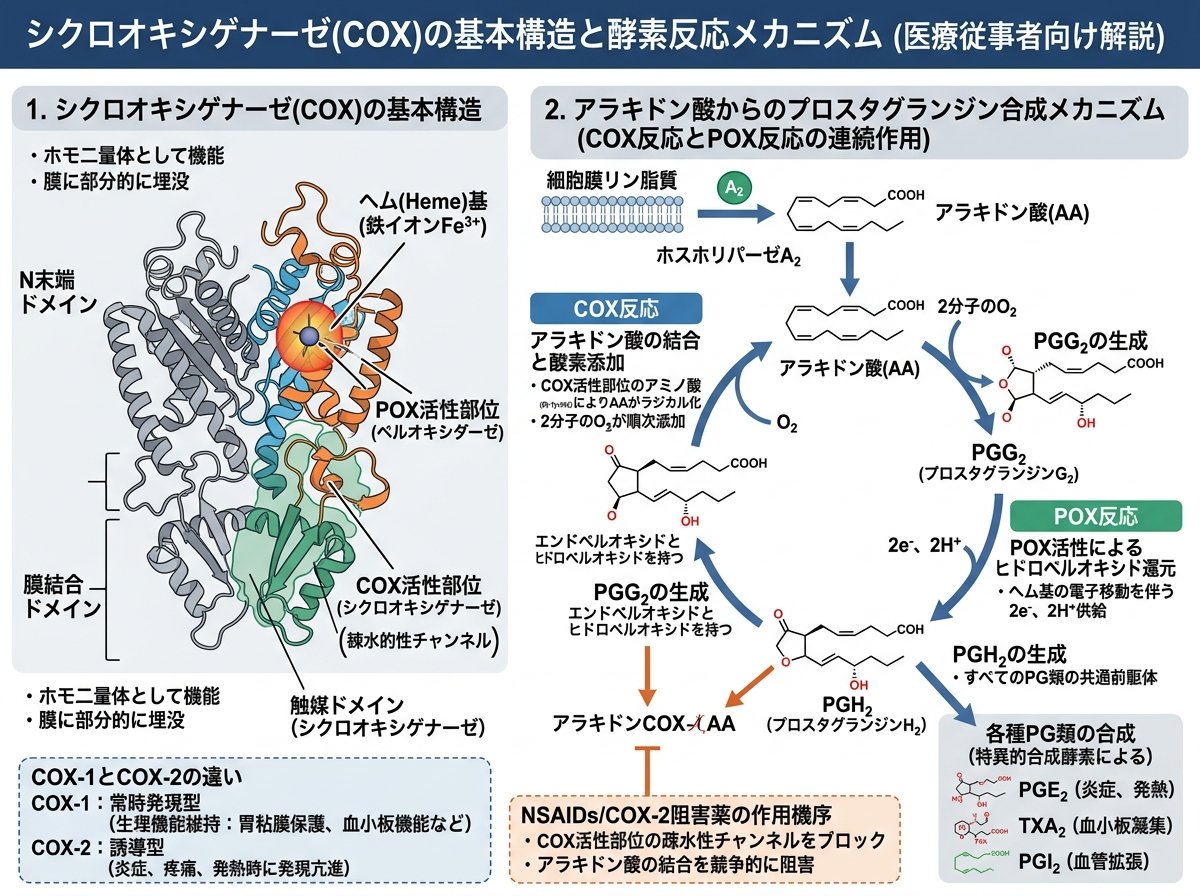 シクロオキシゲナーゼ基本構造と酵素反応メカニズム