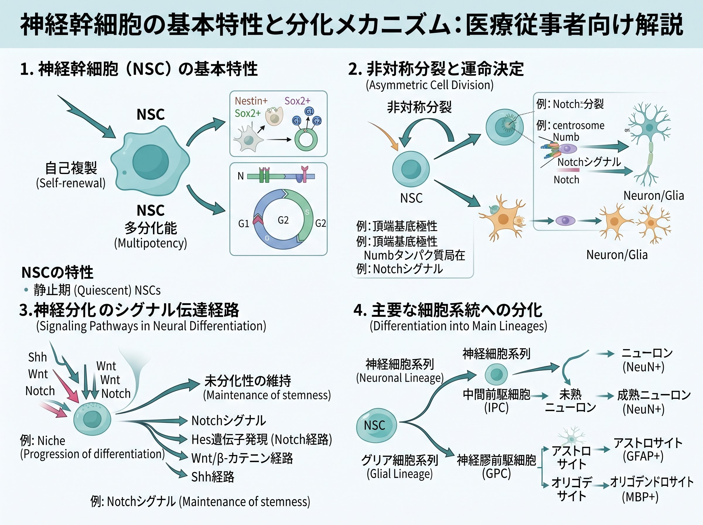 神経幹細胞の基本特性と分化メカニズム