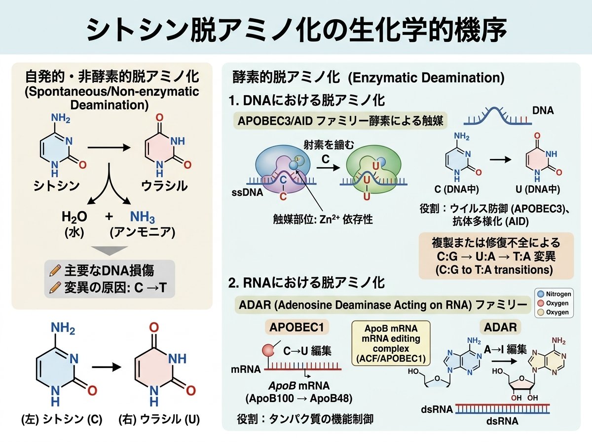 シトシン脱アミノ化の生化学的機序