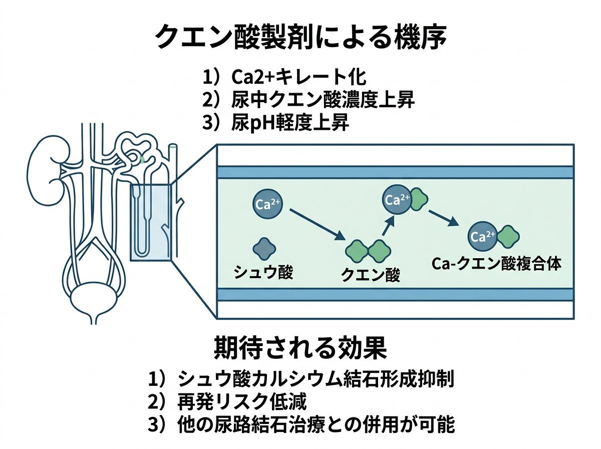 シュウ酸カルシウム結石予防のクエン酸製剤の機序と効果