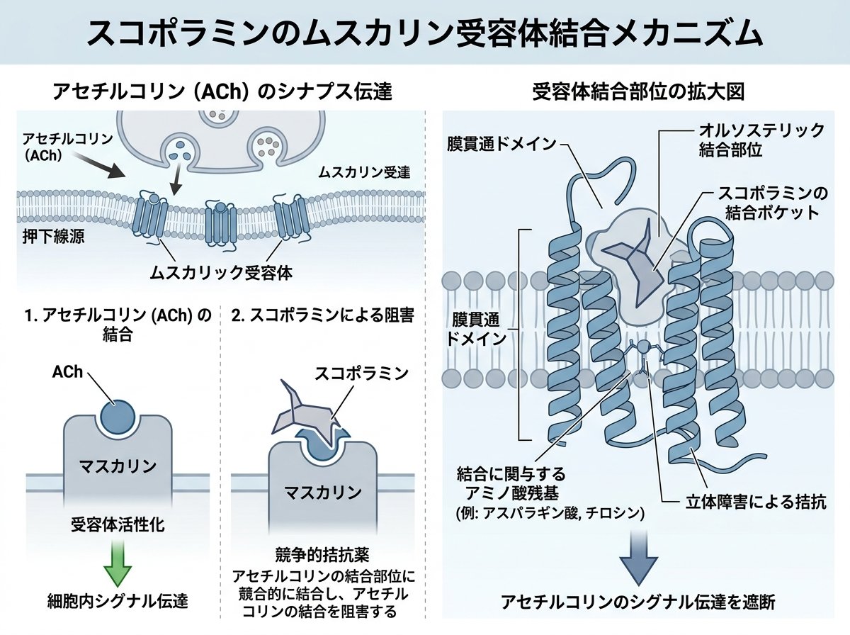 スコポラミンのムスカリン受容体結合メカニズム