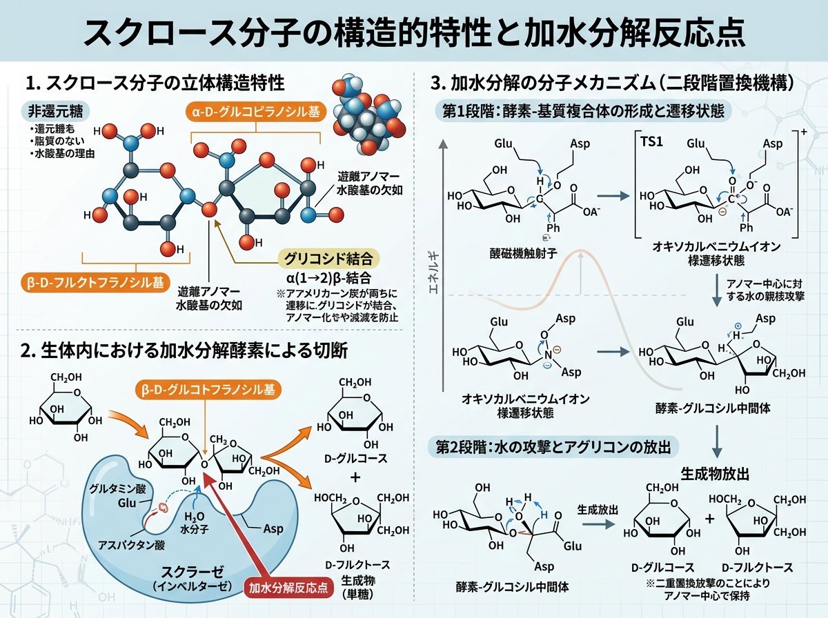 スクロース分子の構造的特性と加水分解反応点