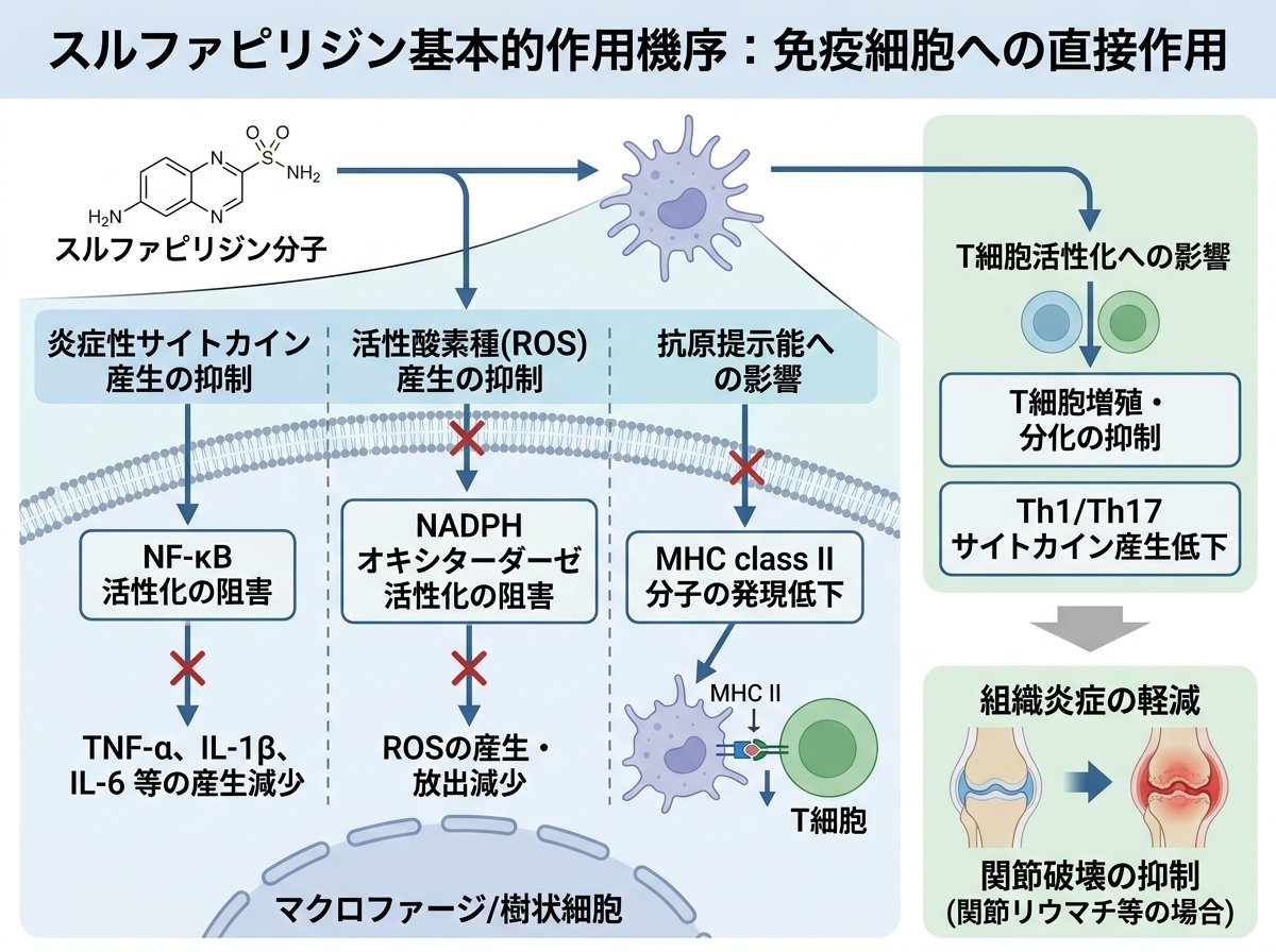 スルファピリジン基本的作用機序：免疫細胞への直接作用