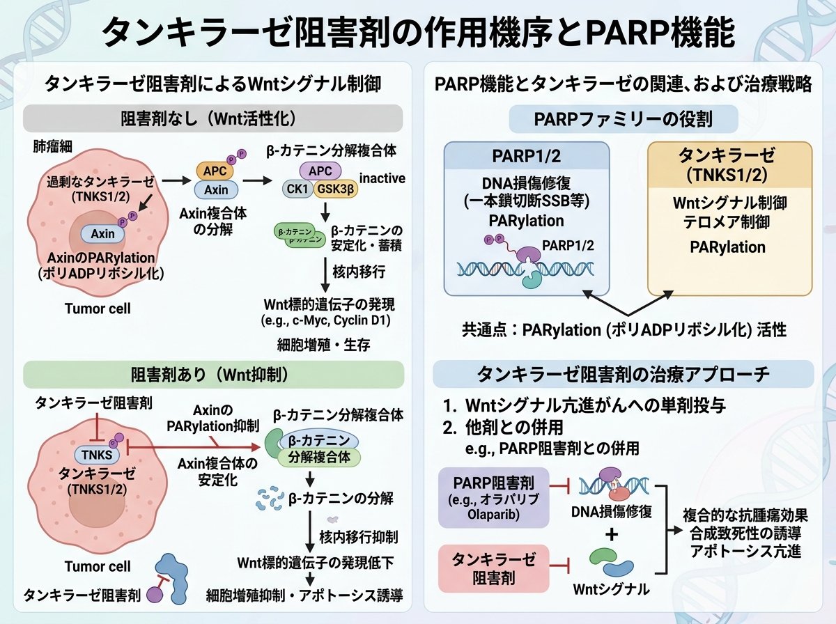 タンキラーゼ阻害剤の基本的作用機序とPARP機能