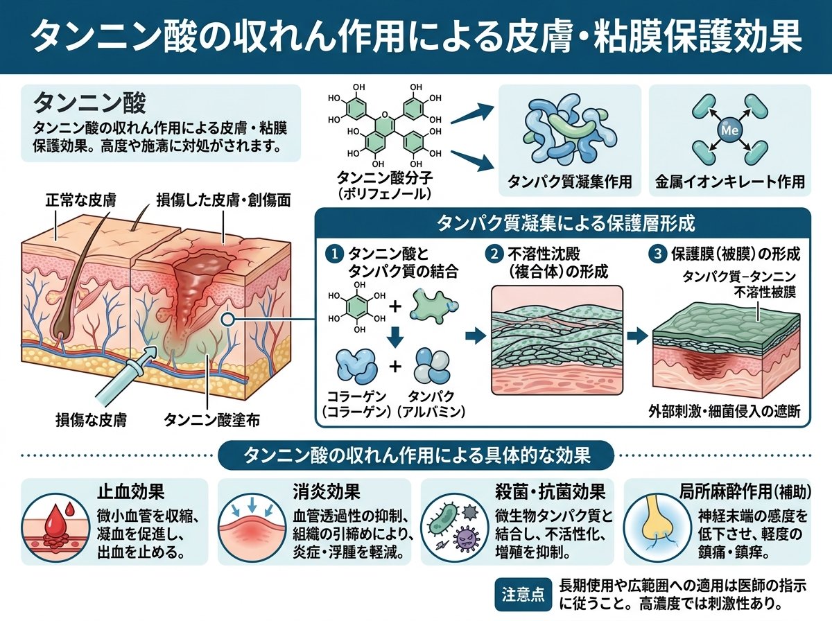 タンニン酸の収れん作用による皮膚・粘膜保護効果